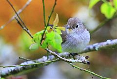 Taiga Flycatcher